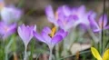 Bee and Crocus close up 7035 HD Footage