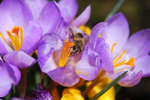 Bee and crocus flower Stock Photos