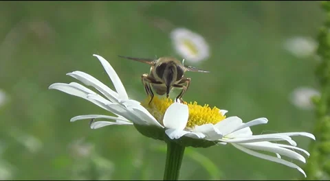 Bee and daisies 스톡 동영상 39715945