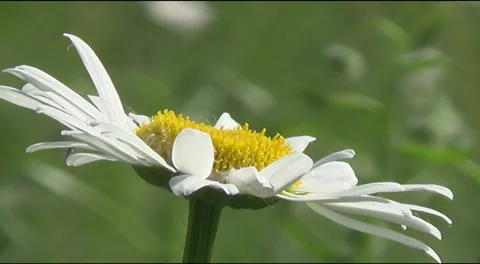 Bee and daisies Stock Footage 39716123