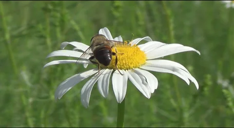 Bee and daisies Stock-Footage 39716195