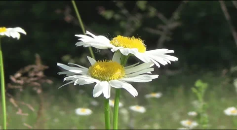 Bee and daisies 스톡 동영상 39716326