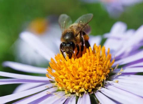 Bee and a daisy Stock Photos