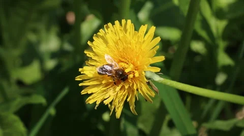 Bee and dandelion flower. Stock Footage 50814068