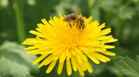 Bee and dandelion fly Stock Footage 7737321