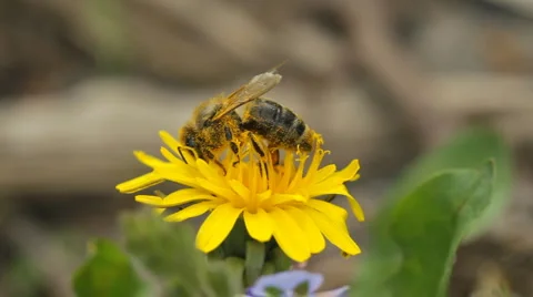 Bee and dandelion Stock-Footage 5298295