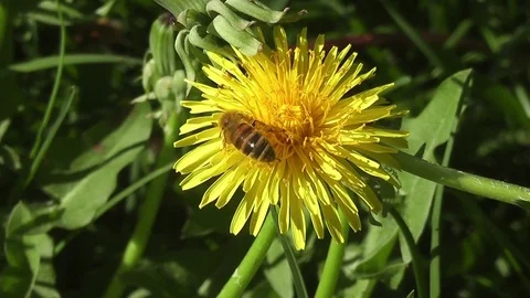 The bee and the dandelion Stock-Footage 82267308