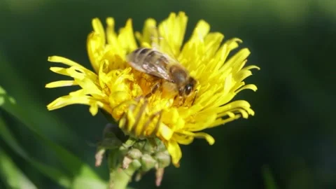 Bee and dandelion Stock Footage 142944892