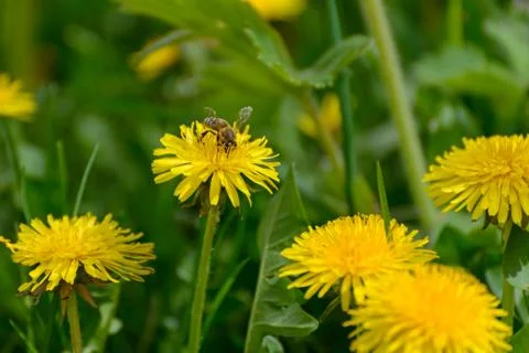 Bee and dandelion Stock Photos