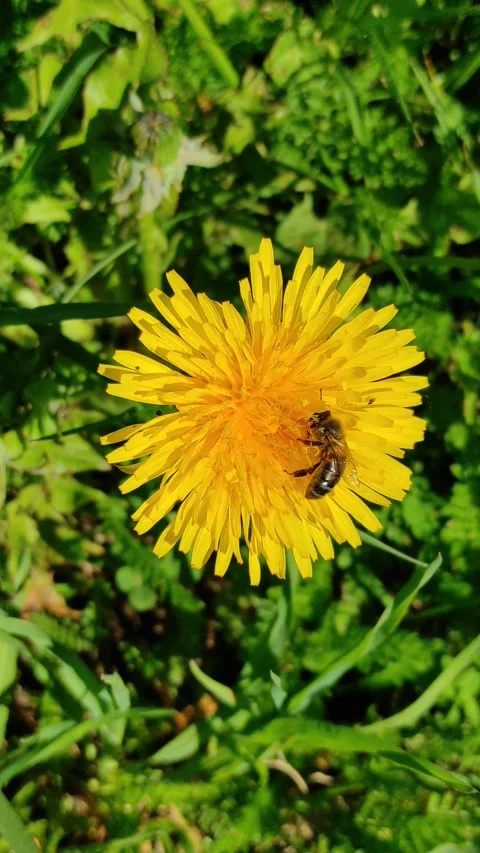 Bee and dandelions (2) ( slow motion ) Video stock 275449923