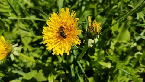 Bee and dandelions (3) ( slow motion ) Stock Footage 275449841