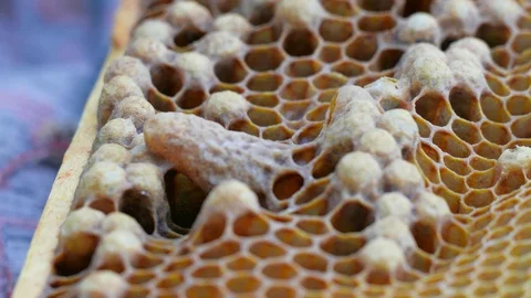 Bee and drone queen cells on honeycombs Stock Footage 123580312