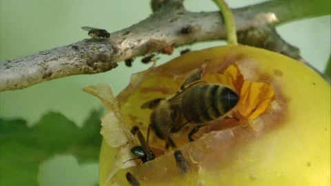 Bee and flies on a ripe fruit Stock Footage 279180722