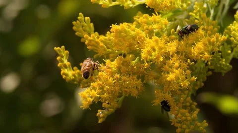 Bee and Flies sitting and crawling on Flower Close up Macro Slow Motion Fly Stock Footage 93940598