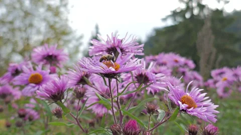 Bee and flower 1 Video stock 153755969