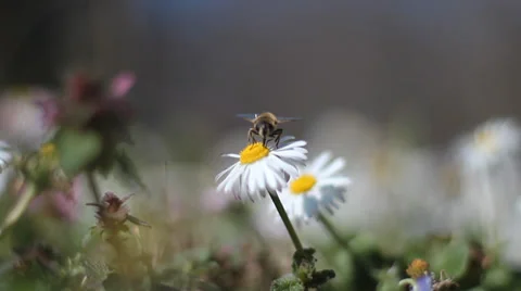 Bee and Flower. Bee lands on flower. Video stock 35683989