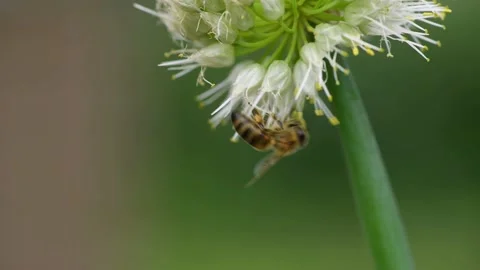 Bee and flower. Close up of a large bee collecting pollen on onion flower Stock Footage 157482883