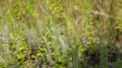 Bee and flower. Close up of a large striped bee collects honey on a yellow Stock Footage 261433478