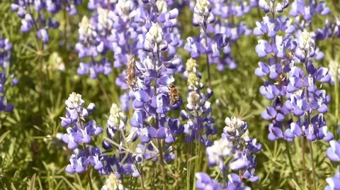 Bee and Flower 動画素材 3879758