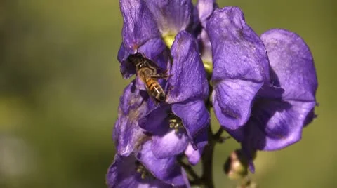 Bee and Flower Video stock 8836548