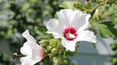 Bee and a flower Video stock 11875984