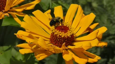 Bee and Flower Stock Footage 11918562