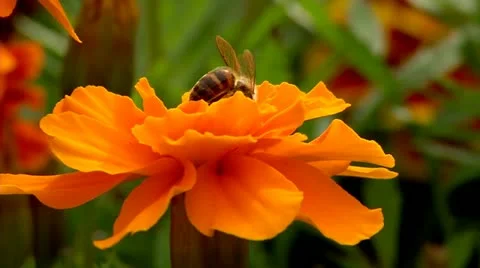 The Bee And The Flower Stock Footage 17222328