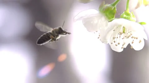 Bee and Flower Видео 22605356