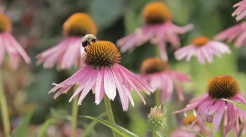 Bee and a Flower Stock Footage 27878039