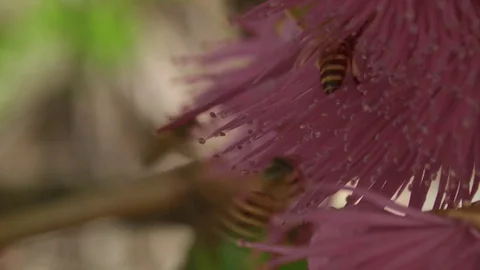 Bee and flower Stock Footage 81161547