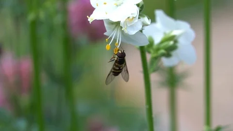 Bee and flower Stock Footage 111293835