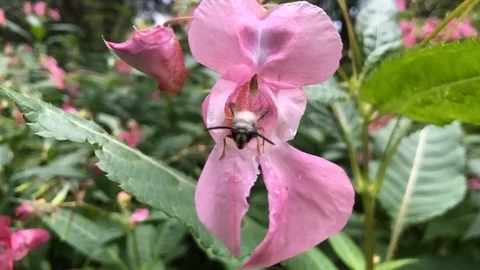 Bee and flower Stock Footage 114270415