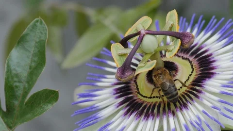 Bee and Flower Stock Footage 114569163