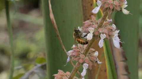 Bee and Flower Stock Footage 114791681