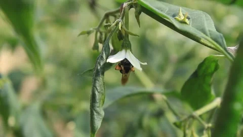 Bee and flower Stock Footage 135496722