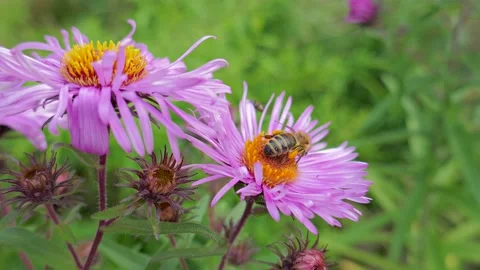 Bee and flower Video stock 153756078