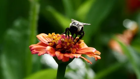 Bee and flower 動画素材 202607622