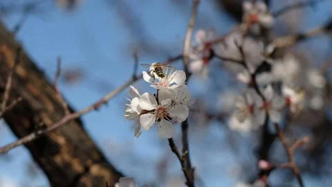 A Bee and a Flower Stock Footage 241704394