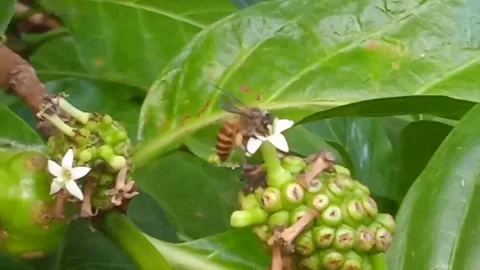 Bee and Flower Stock Footage 242641508