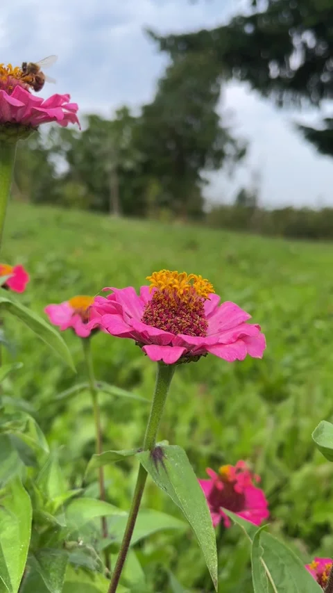 Bee and flower Stock Footage 276959935