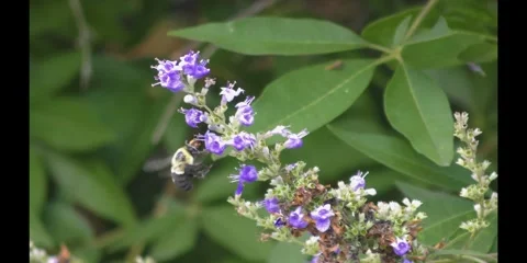 Bee and flower Video stock 290473185