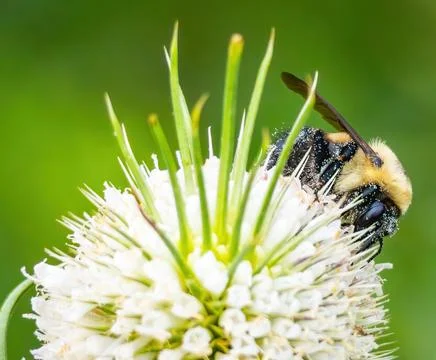 Bee and Flower Macro Stock Photos