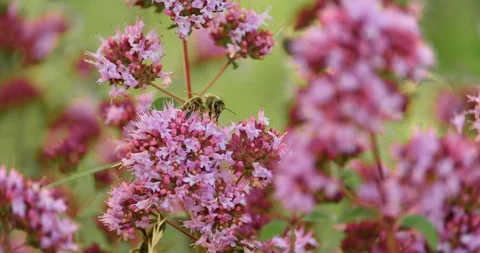 Bee and flower macro shot on a sunny day in Tirol Stock Footage 92446703