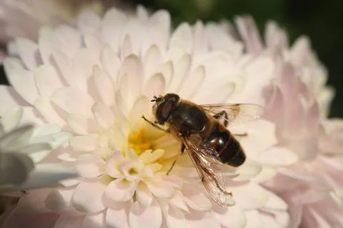 Bee and flower 스톡 사진