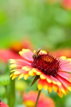 Bee and flower Stock Photos