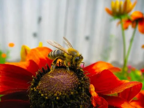 Bee and flower Stock Photos