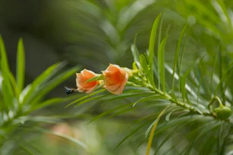 Bee and flower Stock Photos