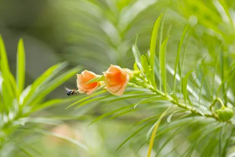 Bee and flower Stock Photos