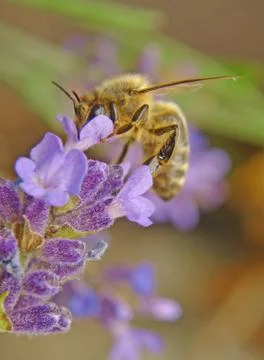 Bee and flower Stock Photos