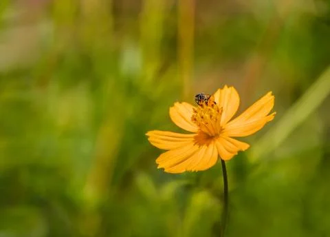 A bee and a Flower Stock Photos